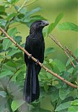 Smooth-billed Ani